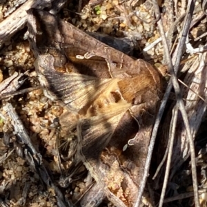 Chrysodeixis eriosoma at Molonglo River Reserve - 21 Mar 2024