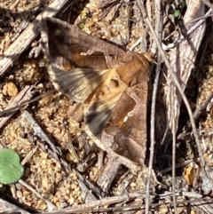 Chrysodeixis eriosoma at Molonglo River Reserve - 21 Mar 2024