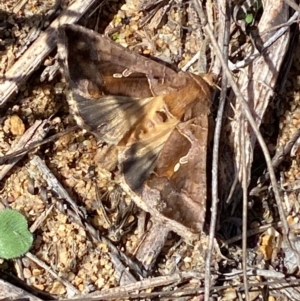 Chrysodeixis eriosoma at Molonglo River Reserve - 21 Mar 2024 12:06 PM