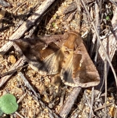 Chrysodeixis eriosoma at Molonglo River Reserve - 21 Mar 2024