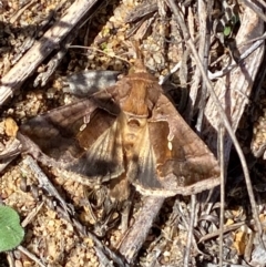 Chrysodeixis eriosoma at Molonglo River Reserve - 21 Mar 2024