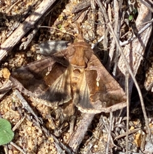 Chrysodeixis eriosoma at Molonglo River Reserve - 21 Mar 2024 12:06 PM