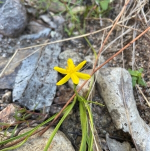 Hypoxis hygrometrica var. villosisepala at Rob Roy Range - 21 Mar 2024 04:17 PM