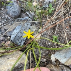 Hypoxis hygrometrica var. villosisepala at Rob Roy Range - 21 Mar 2024 04:17 PM