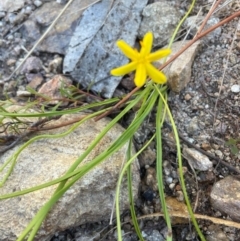 Hypoxis hygrometrica var. villosisepala at Rob Roy Range - 21 Mar 2024 04:17 PM