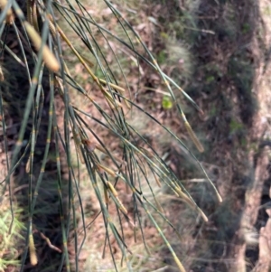 Allocasuarina verticillata at Rob Roy Range - 21 Mar 2024 04:54 PM