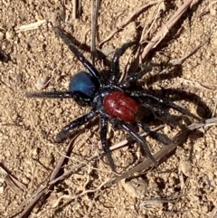 Missulena occatoria (Red-headed Mouse Spider) at Denman Prospect, ACT - 21 Mar 2024 by SteveBorkowskis