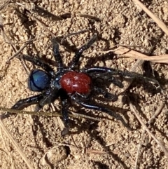 Missulena occatoria at Molonglo River Reserve - 21 Mar 2024