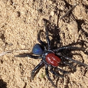 Missulena occatoria at Molonglo River Reserve - 21 Mar 2024