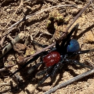 Missulena occatoria at Molonglo River Reserve - 21 Mar 2024