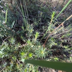 Melichrus urceolatus (Urn Heath) at Rob Roy Range - 21 Mar 2024 by nathkay