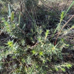 Melichrus urceolatus at Rob Roy Range - 21 Mar 2024 04:20 PM