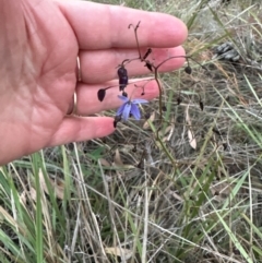 Dianella revoluta (Black-Anther Flax Lily) at Aranda Bushland - 21 Mar 2024 by lbradley