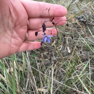 Dianella revoluta at Aranda, ACT - 21 Mar 2024