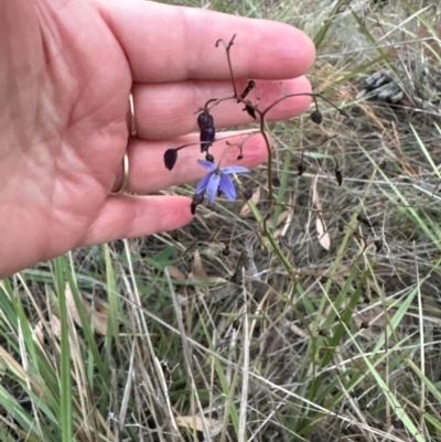 Dianella revoluta (Black-Anther Flax Lily) at Aranda Bushland - 21 Mar 2024 by lbradley