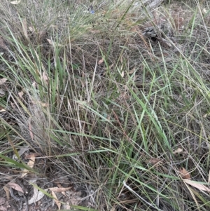 Dianella revoluta at Aranda, ACT - 21 Mar 2024