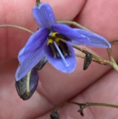 Dianella revoluta at Aranda, ACT - 21 Mar 2024