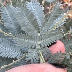 Acacia baileyana (Cootamundra Wattle, Golden Mimosa) at Aranda, ACT - 21 Mar 2024 by lbradley