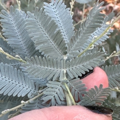 Acacia baileyana (Cootamundra Wattle, Golden Mimosa) at Point 3852 - 21 Mar 2024 by lbradley