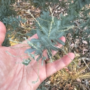 Acacia baileyana at Aranda, ACT - 21 Mar 2024