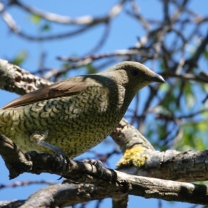 Ptilonorhynchus violaceus at Hall, ACT - 21 Mar 2024