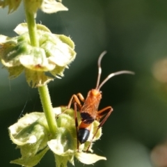 Ctenochares bicolorus (Black-tipped orange ichneumon) at Hall, ACT - 21 Mar 2024 by Anna123