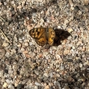 Geitoneura klugii at Namadgi National Park - 21 Mar 2024 01:57 PM