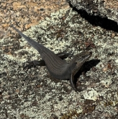 Egernia saxatilis (Black Rock Skink) at Tennent, ACT - 21 Mar 2024 by SimoneC