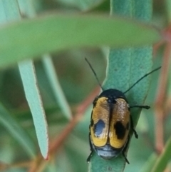 Cadmus (Cadmus) litigiosus (Leaf beetle) at QPRC LGA - 21 Mar 2024 by clarehoneydove