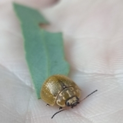 Paropsisterna cloelia (Eucalyptus variegated beetle) at QPRC LGA - 21 Mar 2024 by clarehoneydove