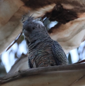 Callocephalon fimbriatum at Hughes, ACT - suppressed