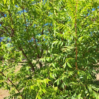 Pistacia chinensis (Chinese Pistachio) at Watson, ACT - 21 Mar 2024 by abread111