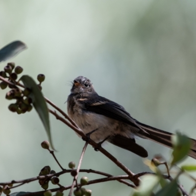 Rhipidura albiscapa (Grey Fantail) at Higgins, ACT - 21 Mar 2024 by Untidy