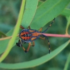 Amorbus sp. (genus) at QPRC LGA - 21 Mar 2024