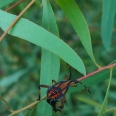 Amorbus sp. (genus) at QPRC LGA - suppressed