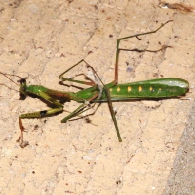 Pseudomantis albofimbriata (False garden mantis) at Wanniassa, ACT - 19 Mar 2024 by JohnBundock