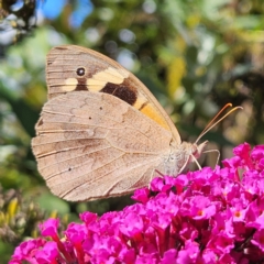 Heteronympha merope (Common Brown Butterfly) at Braidwood, NSW - 21 Mar 2024 by MatthewFrawley