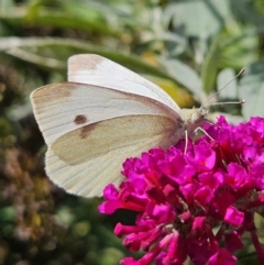 Pieris rapae (Cabbage White) at QPRC LGA - 21 Mar 2024 by MatthewFrawley