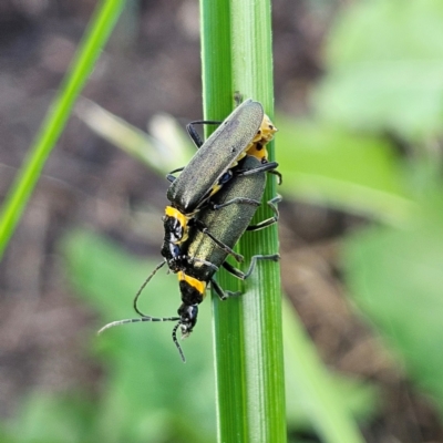 Chauliognathus lugubris (Plague Soldier Beetle) at Braidwood, NSW - 21 Mar 2024 by MatthewFrawley