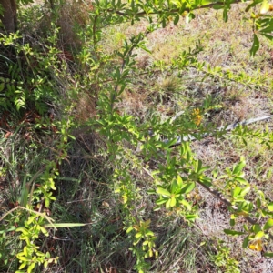 Pyracantha sp. at Watson Green Space - 21 Mar 2024