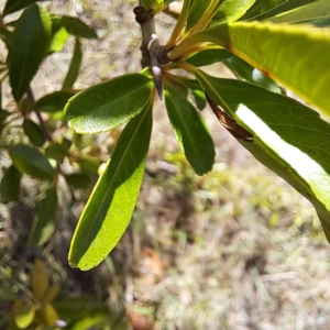 Pyracantha sp. at Watson Green Space - 21 Mar 2024