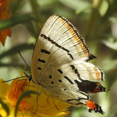 Jalmenus evagoras (Imperial Hairstreak) at Acton, ACT - 21 Mar 2024 by HelenCross