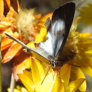 Jalmenus evagoras at ANBG - 21 Mar 2024