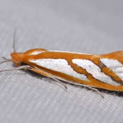 Thudaca obliquella (A Gelechioid moth (Hypertrophidae) at QPRC LGA - 21 Mar 2024 by DianneClarke