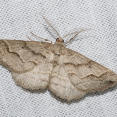 Syneora fractata (Ennominae) at Freshwater Creek, VIC - 11 Feb 2024 by WendyEM