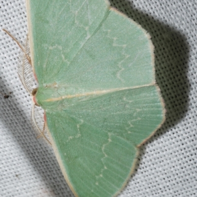 Chlorocoma dichloraria (Guenee's or Double-fringed Emerald) at Freshwater Creek, VIC - 11 Feb 2024 by WendyEM