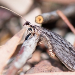 Stenosmylus stenopterus (An Osmylid Lacewing) at Higgins Woodland - 21 Mar 2024 by Untidy