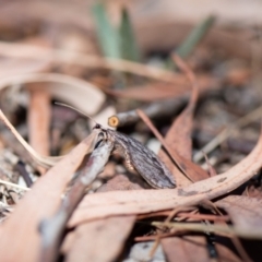 Stenosmylus stenopterus at Higgins Woodland - 21 Mar 2024 11:59 AM