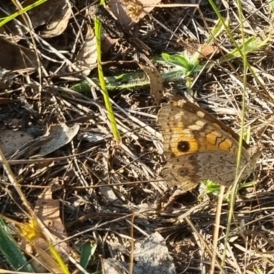 Junonia villida (Meadow Argus) at QPRC LGA - 19 Mar 2024 by clarehoneydove