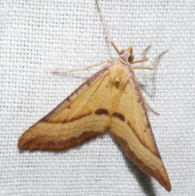 Anachloris subochraria (Golden Grass Carpet (Ennominae)) at Freshwater Creek, VIC - 11 Feb 2024 by WendyEM